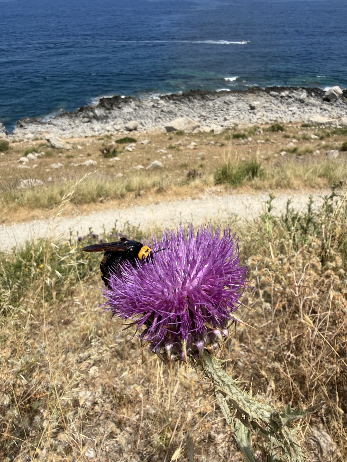 Ape su un cardo nella natura di Capo Gallo