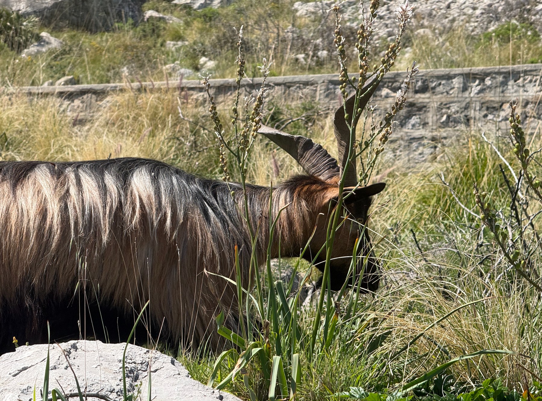 Capra tra la vegetazione della Riserva di Capo Gallo