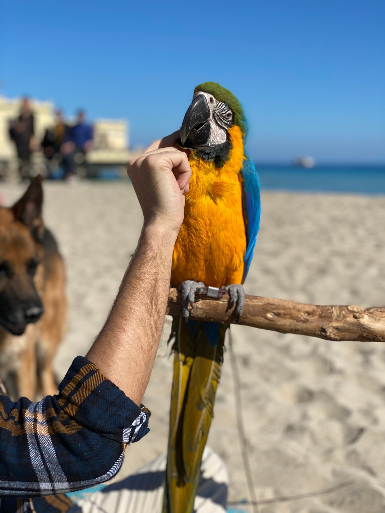Pappagallo incontrato sul lungomare di Mondello